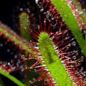 artborghi-carnivore-drosera-capensis-fullcrop