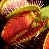 artborghi-carnivore-dionaea-muscipula-fullcrop