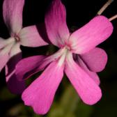 artborghi-carnivore-pinguicula-gigantea-fullcrop