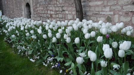 tulips against a stone wall in istanbul