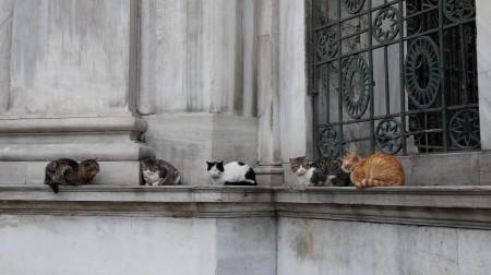 stray cats hanging about in instanbul