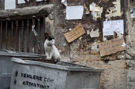 a cat sitting on a bin istanbul