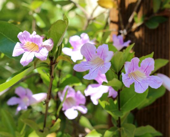 Dans le jardin