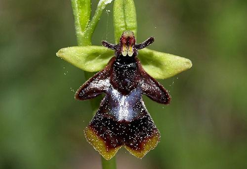 The Fly Orchid - Agent Provocateur Of The Plant World