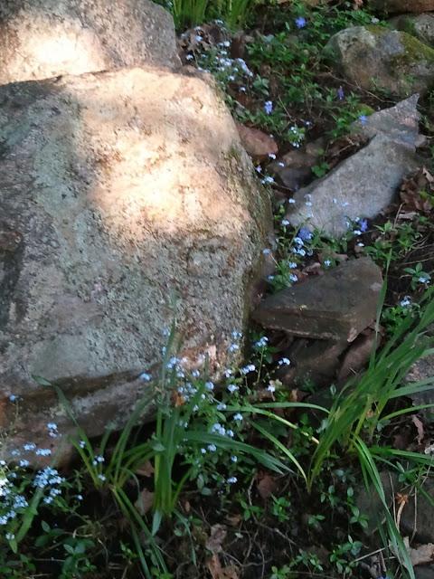 THE DEVIL IS IN THE DETAILS - grouping forget-me-nots