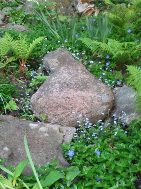 THE DEVIL IS IN THE DETAILS - grouping forget-me-nots