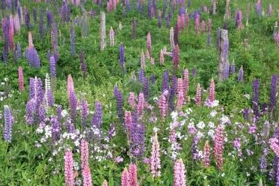 A wild garden in the countryside containing spring flowering lupin and phlox. Stock Photo - 3378530