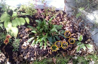 OVERWINTERING MAP II