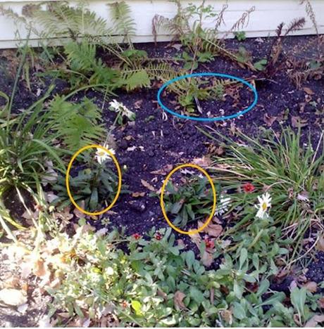 OVERWINTERING MAP II