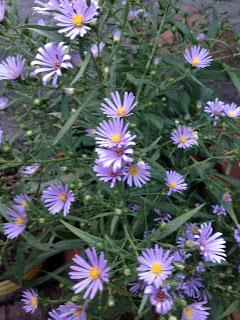 MEXICO VACATION FLOWERS