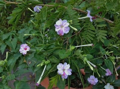 MEXICO VACATION FLOWERS