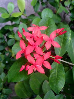 MEXICO VACATION FLOWERS