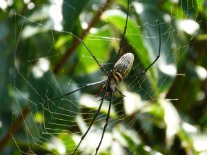 Golden Orb spider taken in Vang Vieng