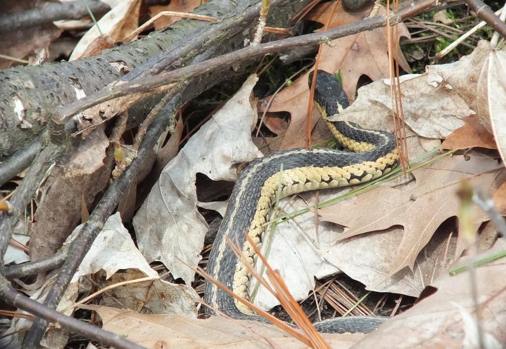 garter snake moves among leaves at nest - thicksons woods - whitby