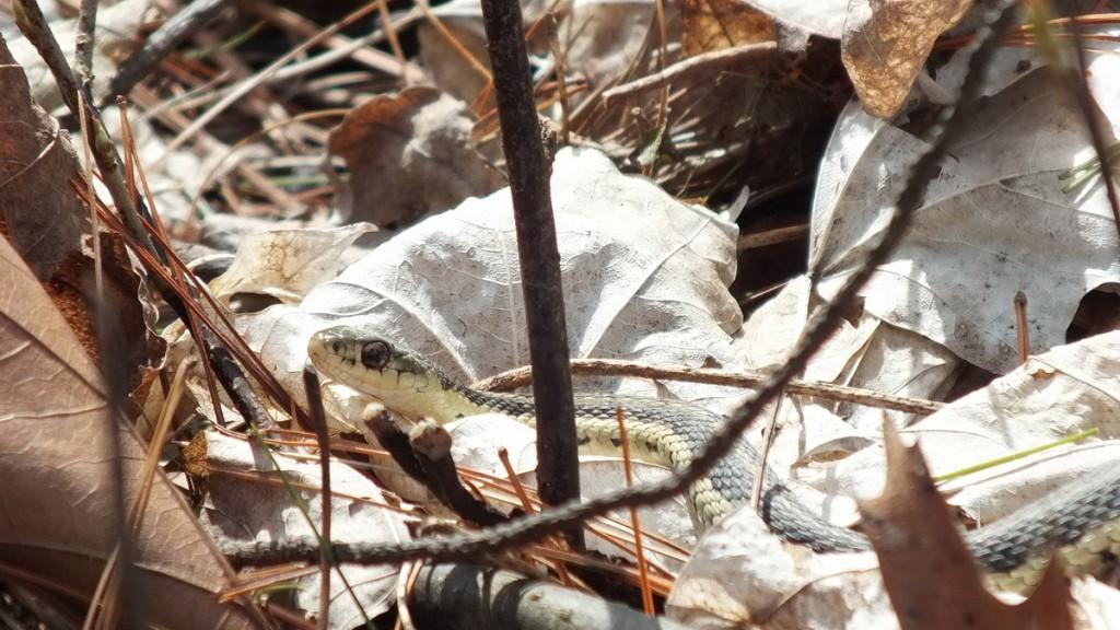 garter snake in leaves - thicksons woods - whitby
