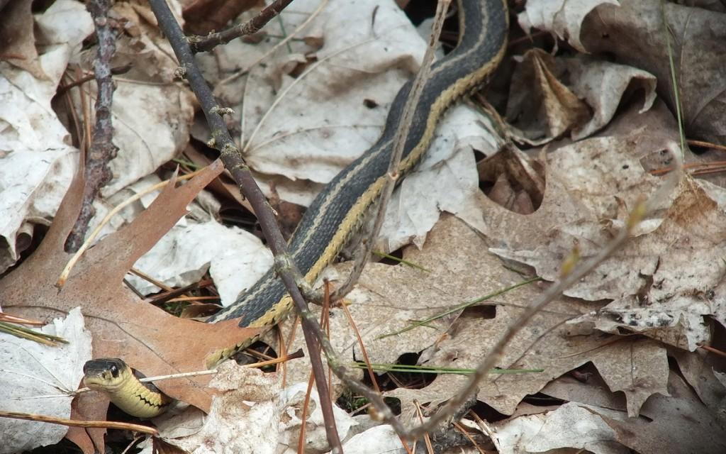 garter snake checks me out - thicksons woods - whitby