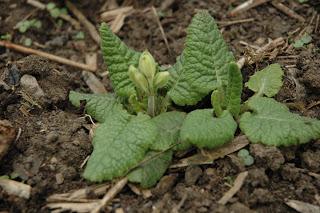 photo shows buds of cowslips forming close to the soil on virtually no stem