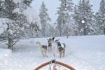 Husky Racing / Dog Sledding in Lapland