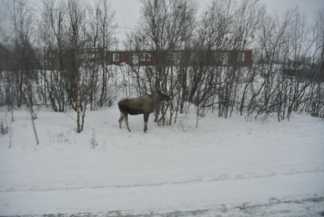 A moose that we saw at the road side in Abisko