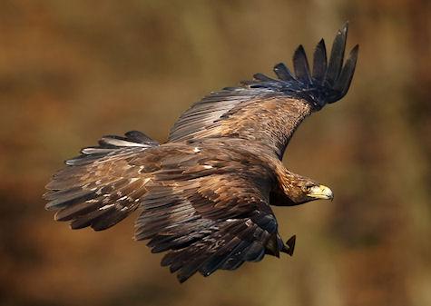 Top 10 Mightiest Birds Of Prey In The World