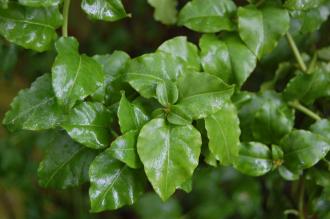 Ercilla volubilis Leaf (23/03/2103, Kew Gardens, London)