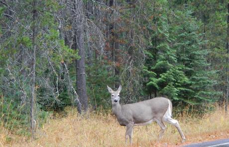 Glacier National Park Deer