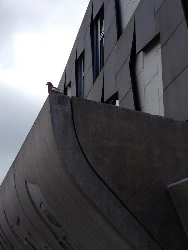 113/365 Holyrood squab