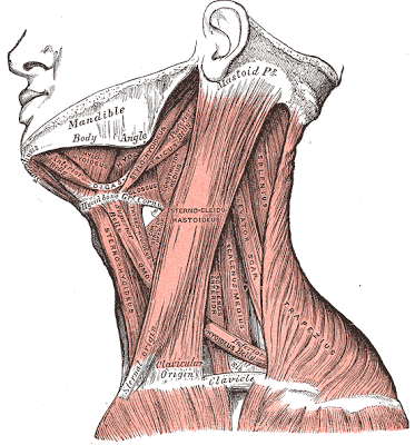 Thoracic Outlet Syndrome and Yoga