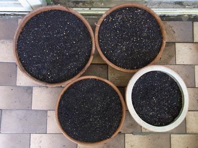 Seedy pots