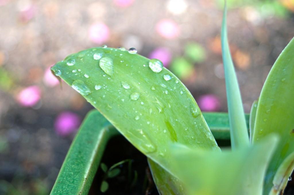 After watering the plants