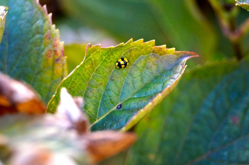 Hello Lady Bug!