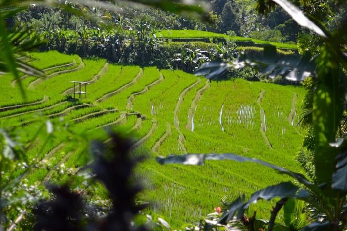 sawas bali rice fields