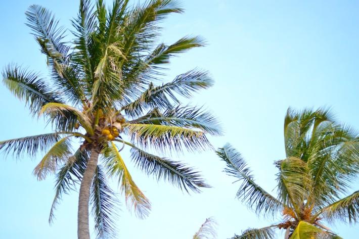 palm tree luv
