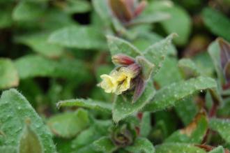 Nonea lutea Flower (23/03/2013, Kew Gardens, London)