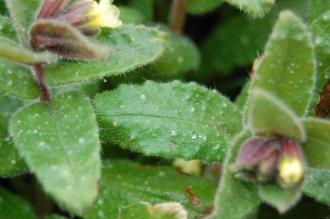 Nonea lutea Leaf (23/03/2013, Kew Gardens, London)