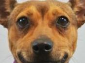 Dogs Head Class After Prison Rehab