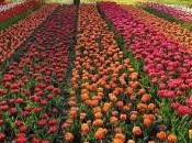 Worldâs Largest Garden with Over Seven Million Flowers