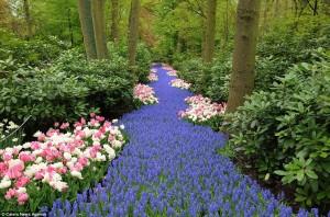 The worldâs largest garden with over seven million flowers