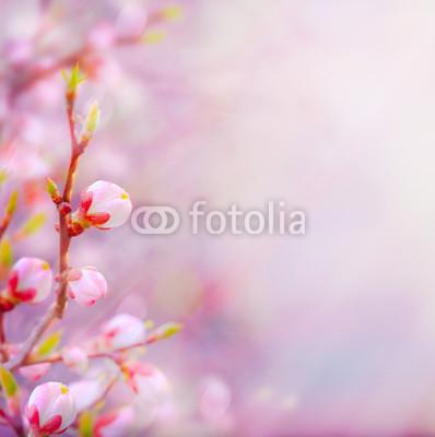 Bokah backgrounds Photo: Sweet pink blur and seasonal backgrounds #bokah stockphoto