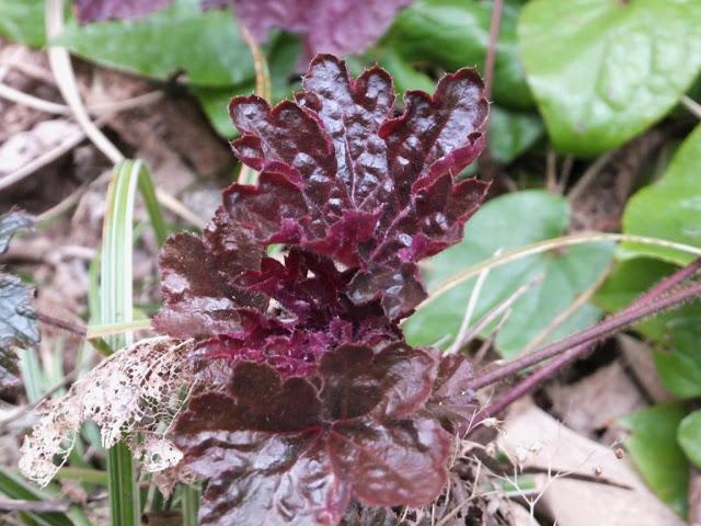 April in the Garden