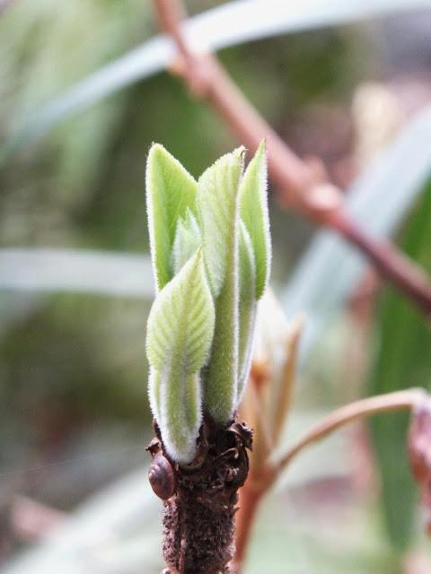 April in the Garden