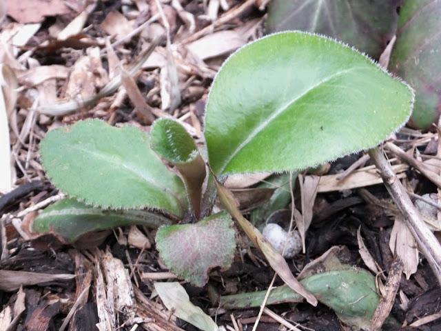 April in the Garden