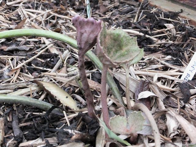 April in the Garden