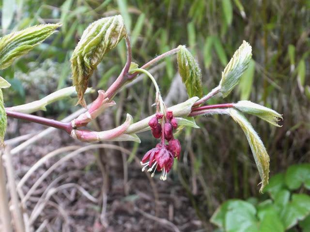 April in the Garden