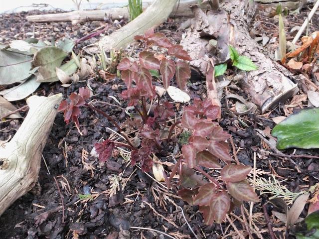 April in the Garden