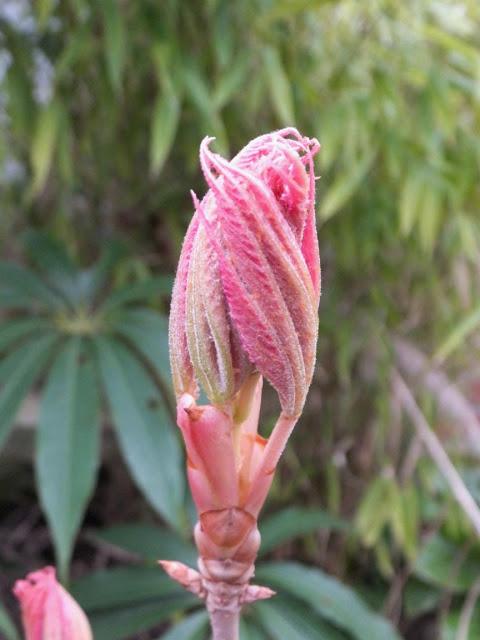 April in the Garden