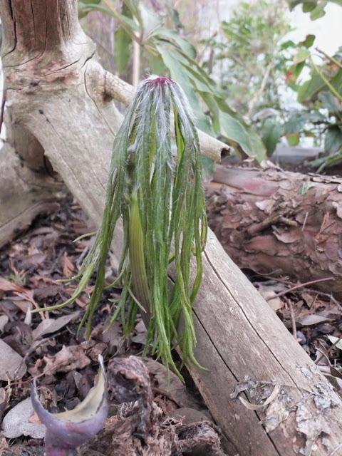 April in the Garden