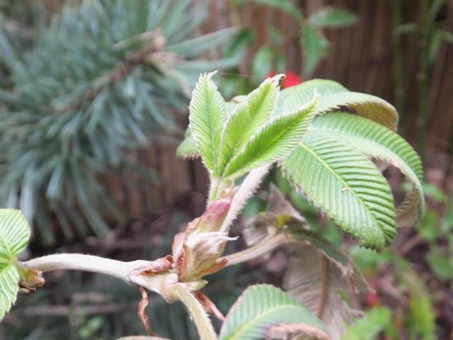 April in the Garden