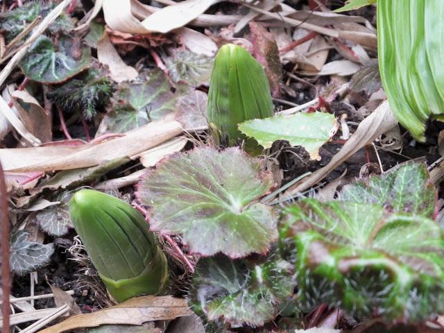 April in the Garden