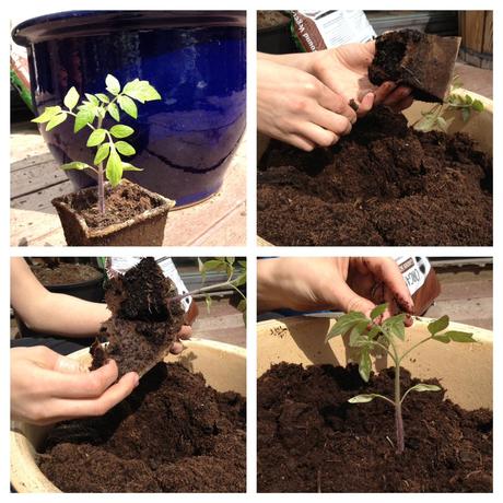 transplanting tomato 1